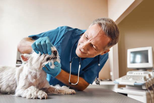 Best Emergency Gum Pain Relief  in Woodville, OH